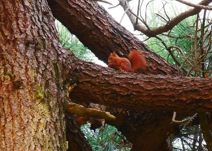 בית נופש La Maison Squirrel סולאק-סור-מר